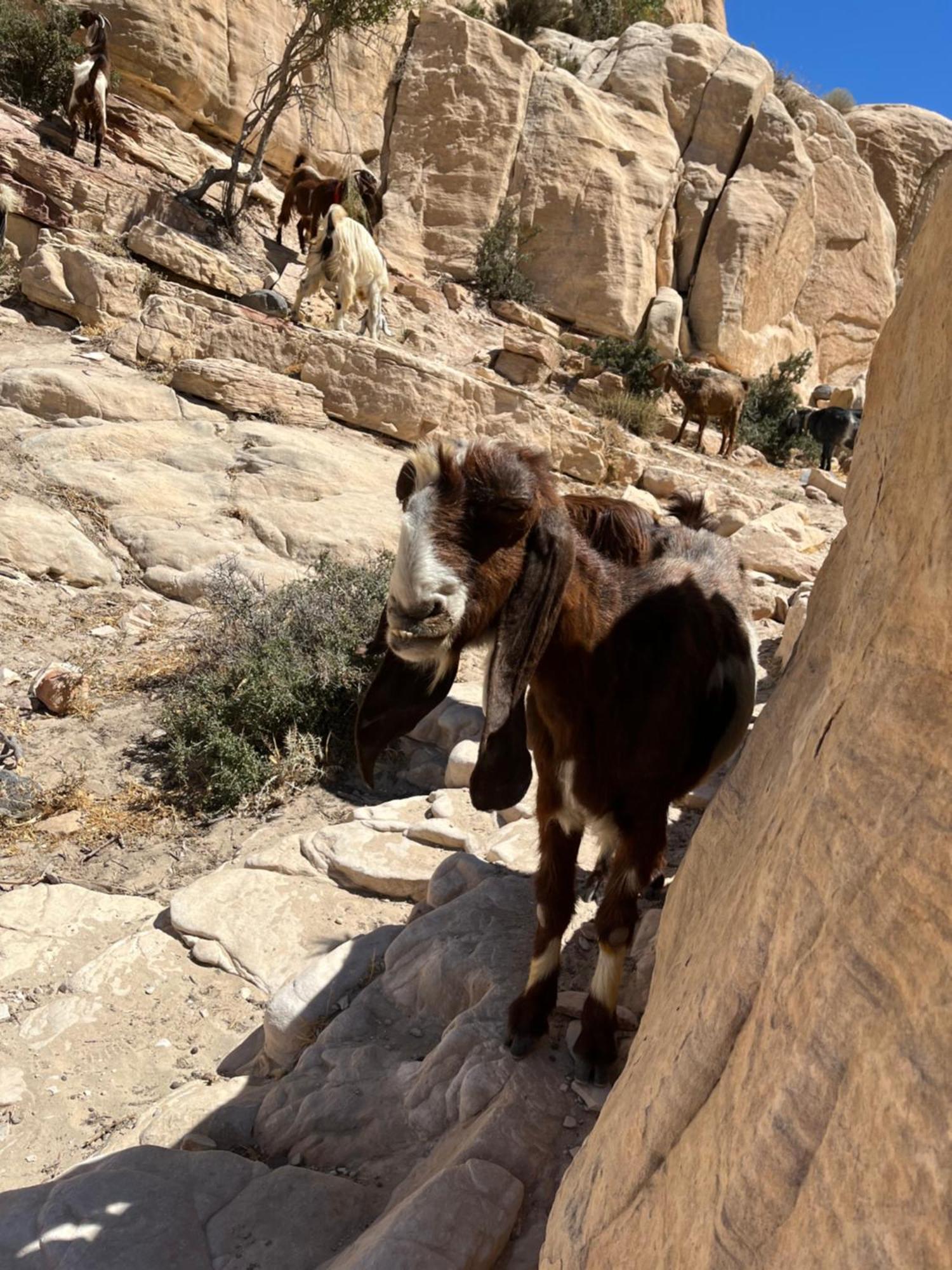 Al-Nawatef Eco Camp- Dana Nature Reserve المظهر الخارجي الصورة